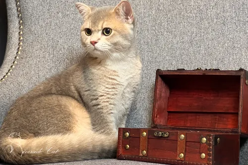 Skót állófülű macska - Blue Golden Shaded színnel