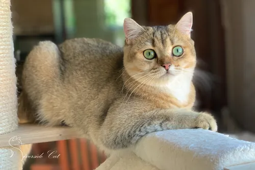 Brit macska - Black Golden Ticked Tabby színnel