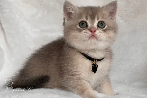 Brit macska - Blue Golden Shaded színnel