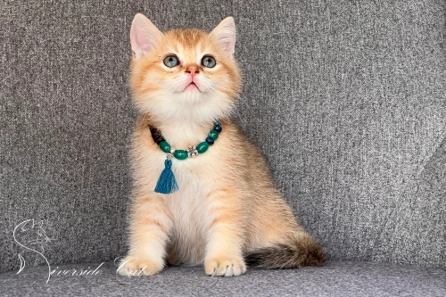 Skót állófülű macska - Black Golden Shaded színnel