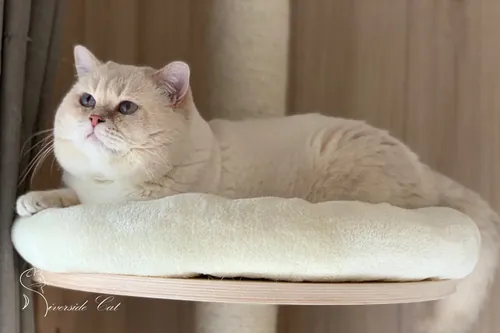 Brit macska - Lilac Golden Shaded Point színnel