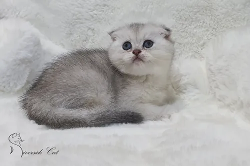 Skót lógófülű macska - Black Silver Shaded színnel