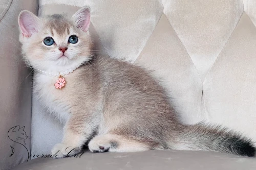 Skót állófülű macska - Blue Golden Shaded színnel