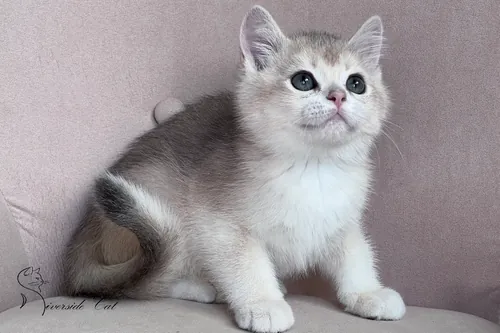 Brit macska - Blue Golden Shaded színnel