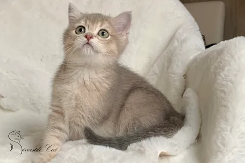 Brit macska - Blue Golden Shaded színnel