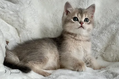 Brit macska - Blue Golden Shaded színnel