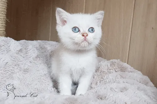 Brit macska - Lilac Golden Shaded Point színnel