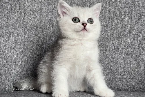 Brit macska - Black Silver Shaded színnel