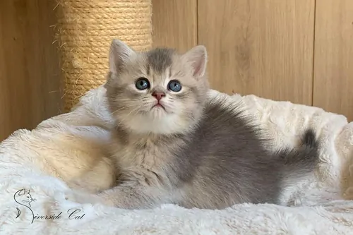 Brit macska - Blue Golden Shaded színnel