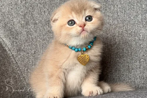 Skót lógófülű macska - Lilac Golden Shaded színnel