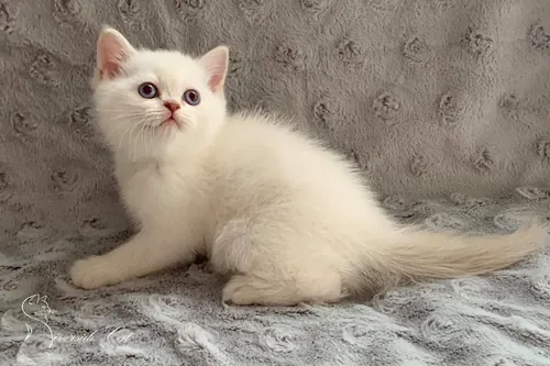 Brit macska - Lilac Golden Shaded Point színnel