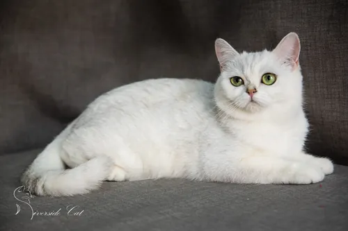 Brit macska - Black Silver Shaded színnel