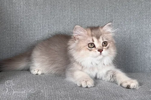 Skót állófülű macska - Blue Golden Ticked Tabby színnel