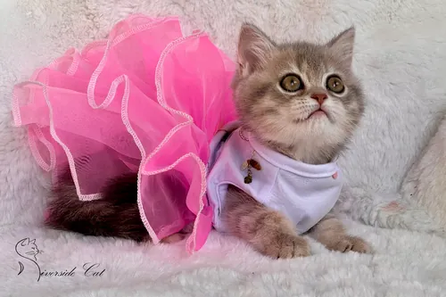 Skót állófülű macska - Blue Golden Mackerel Tabby színnel