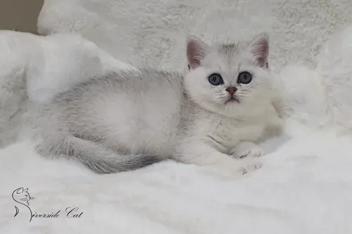 Skót állófülű macska - Black Silver Shaded színnel