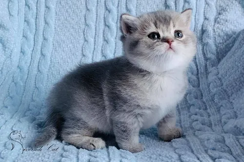 Brit macska - Blue Golden Shaded színnel