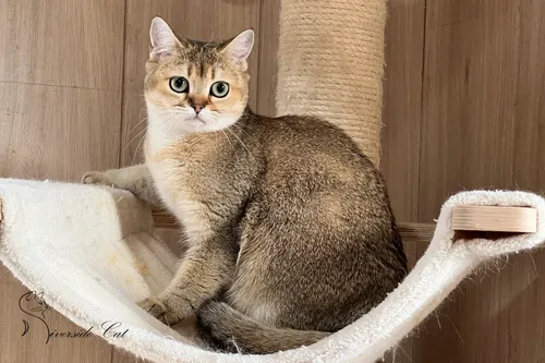 Brit macska - Black Golden Ticked Tabby színnel