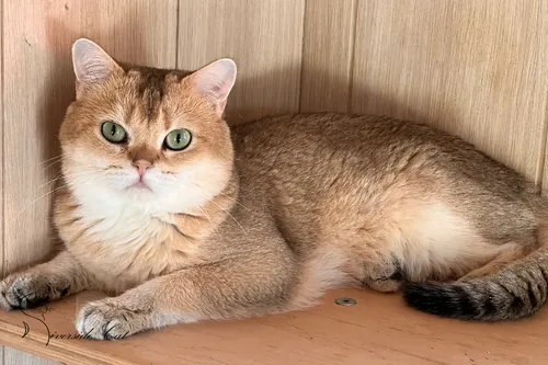 Brit macska - Black Golden Shaded színnel