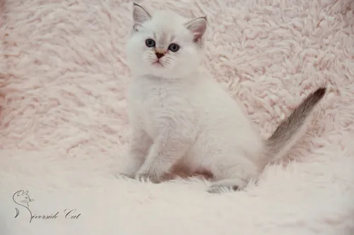 Brit macska - Black Golden Shaded Point színnel