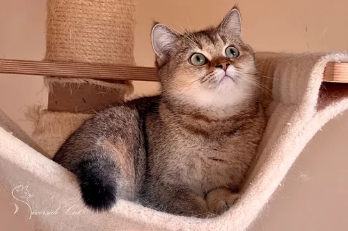 Skót állófülű macska - Black Golden Ticked Tabby színnel