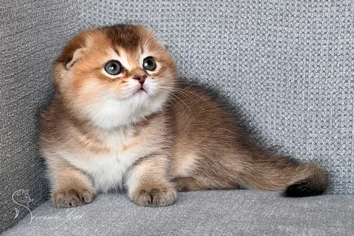 Skót lógófülű macska - Black Golden Ticked Tabby színnel