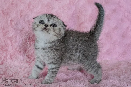 Skót lógófülű macska - Black Silver Mackerel Tabby színnel