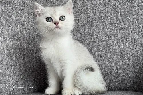 Brit macska - Black Silver Shaded színnel