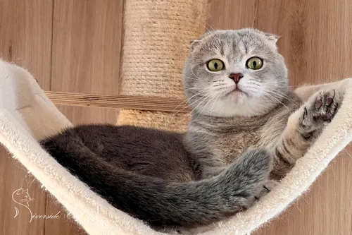 Skót lógófülű macska - Blue Golden Ticked Tabby színnel