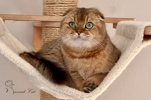 Skót lógófülű macska - Black Golden Ticked Tabby színnel