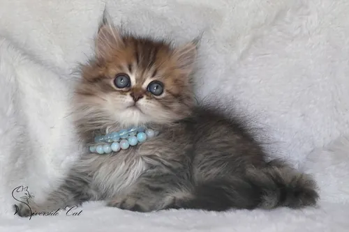 Brit macska - Black Golden Ticked Tabby színnel