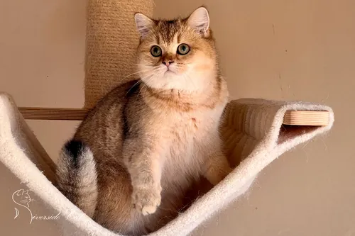 Skót állófülű macska - Black Golden Shaded színnel