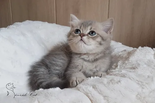 Brit macska - Blue Golden Shaded színnel