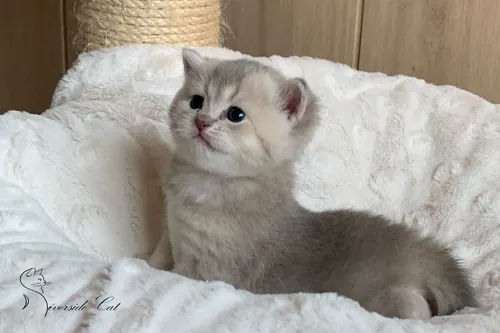 Brit macska - Blue Golden Shaded színnel