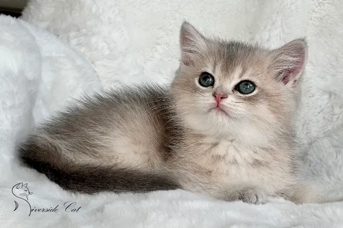 Brit macska - Blue Golden Shaded színnel