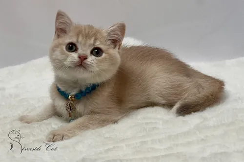 Brit macska - Lilac Golden Shaded színnel