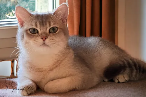 Brit macska - Blue Golden Shaded színnel