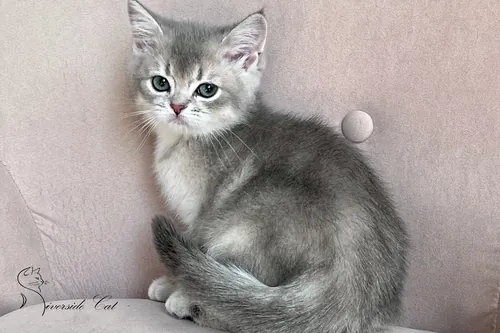 Brit macska - Blue Golden Shaded színnel