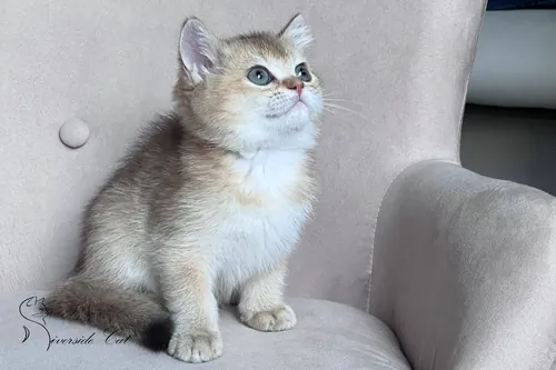 Brit macska - Black Golden Shaded színnel