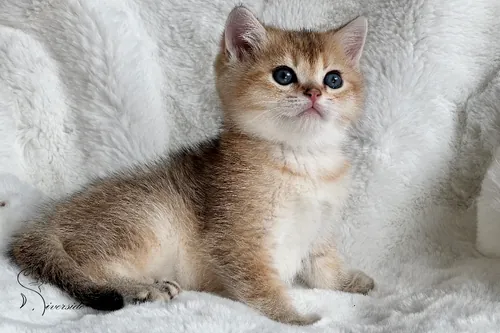 Brit macska - Black Golden Ticked Tabby színnel