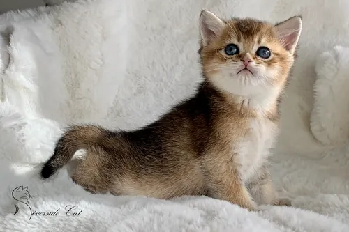 Brit macska - Black Golden Shaded színnel