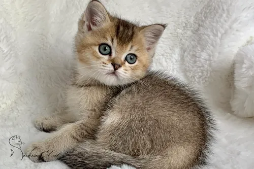 Brit macska - Black Golden Shaded színnel