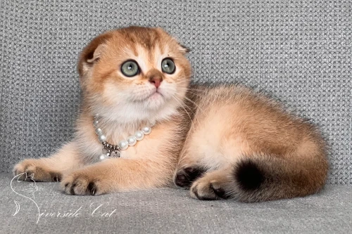 Skót lógófülű macska - Black Golden Shaded színnel