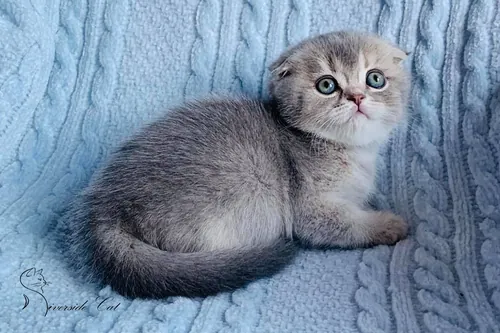 Skót lógófülű macska - Blue Golden Shaded színnel