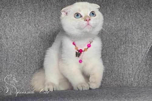 Skót lógófülű macska - Black Golden Tabby Point színnel