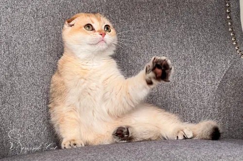 Skót lógófülű macska - Black Golden Shaded színnel