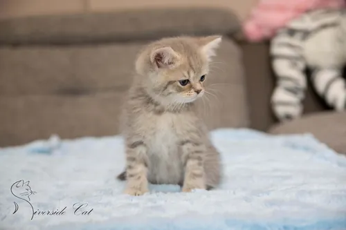 Brit macska - Blue Golden Mackerel Tabby színnel