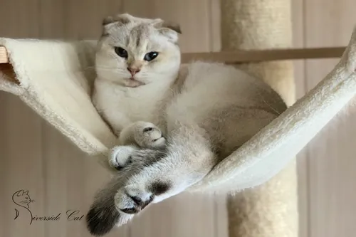 Skót lógófülű macska - Black Golden Shaded Point színnel