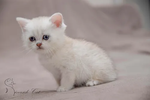 Brit macska - Black Silver Shaded színnel