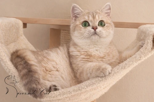 Skót állófülű macska - Lilac Golden Shaded színnel