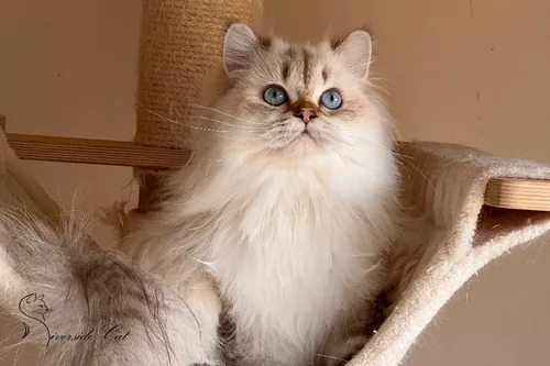 Brit macska - Black Golden Ticked Tabby Point színnel